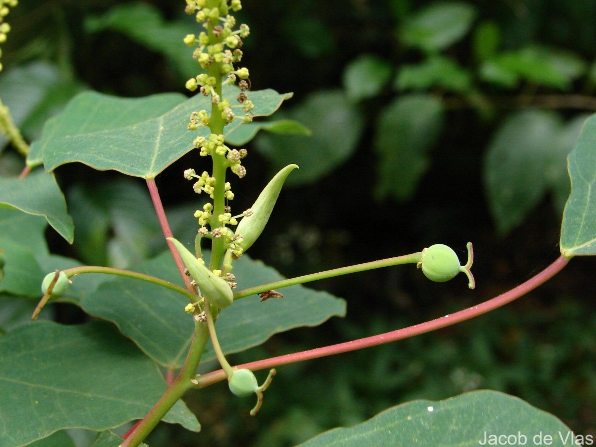 Homalanthus populifolius Graham